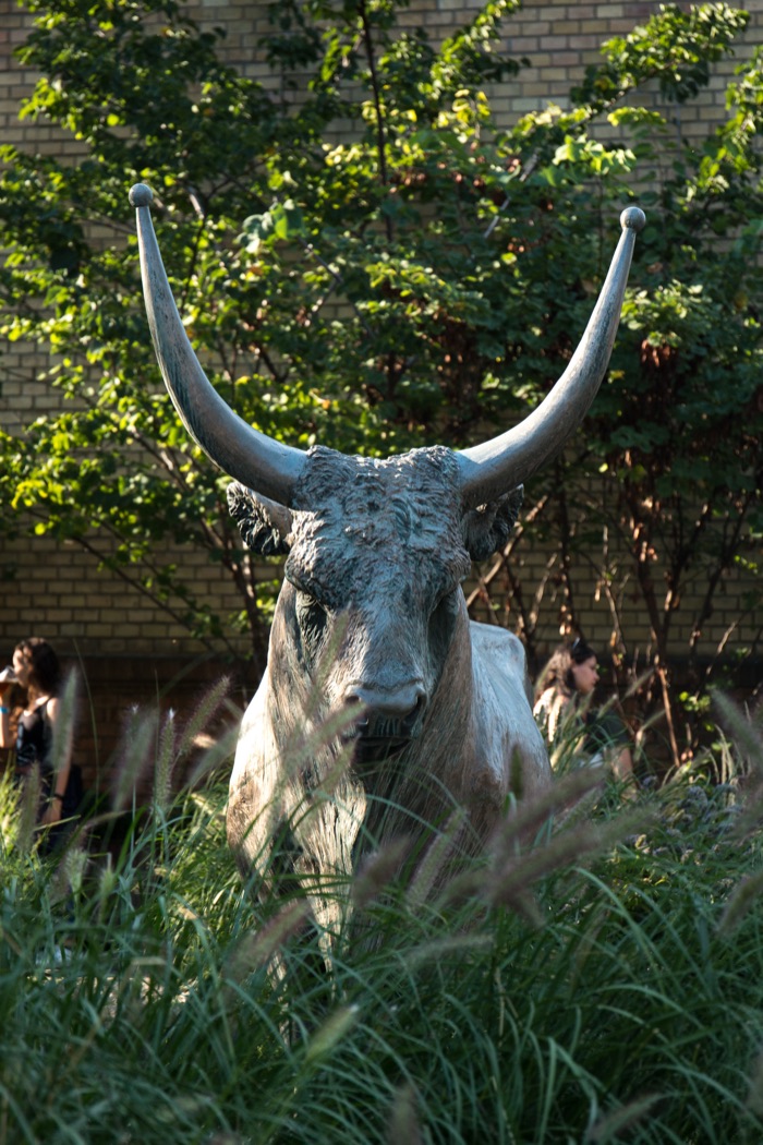 Bronze Hungarian Grey Cattle statue on the University of Veterinary Medicine Budapest campus